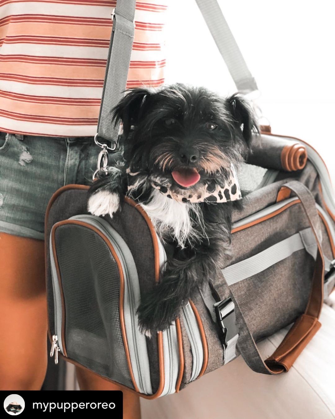 Mr. Peanut's Gold Series Big Apple XL Expandable Pet Carrier