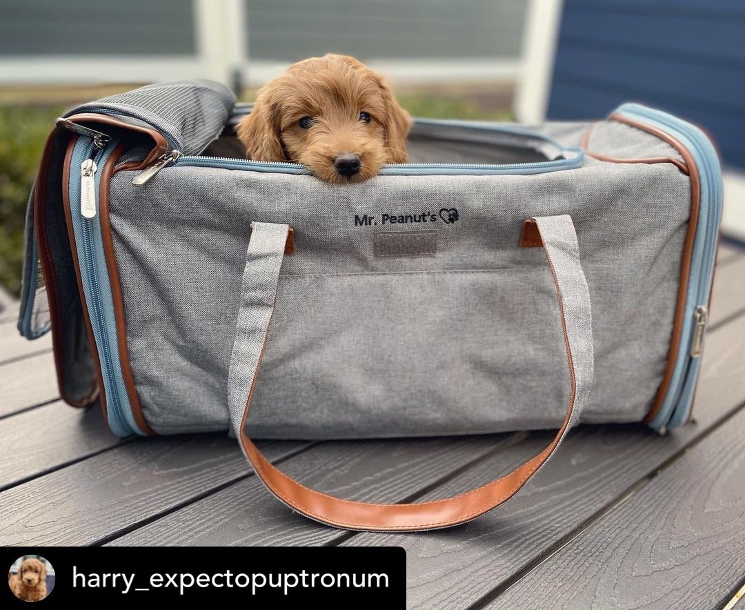 Mr. Peanut's Gold Series Big Apple XL Expandable Pet Carrier