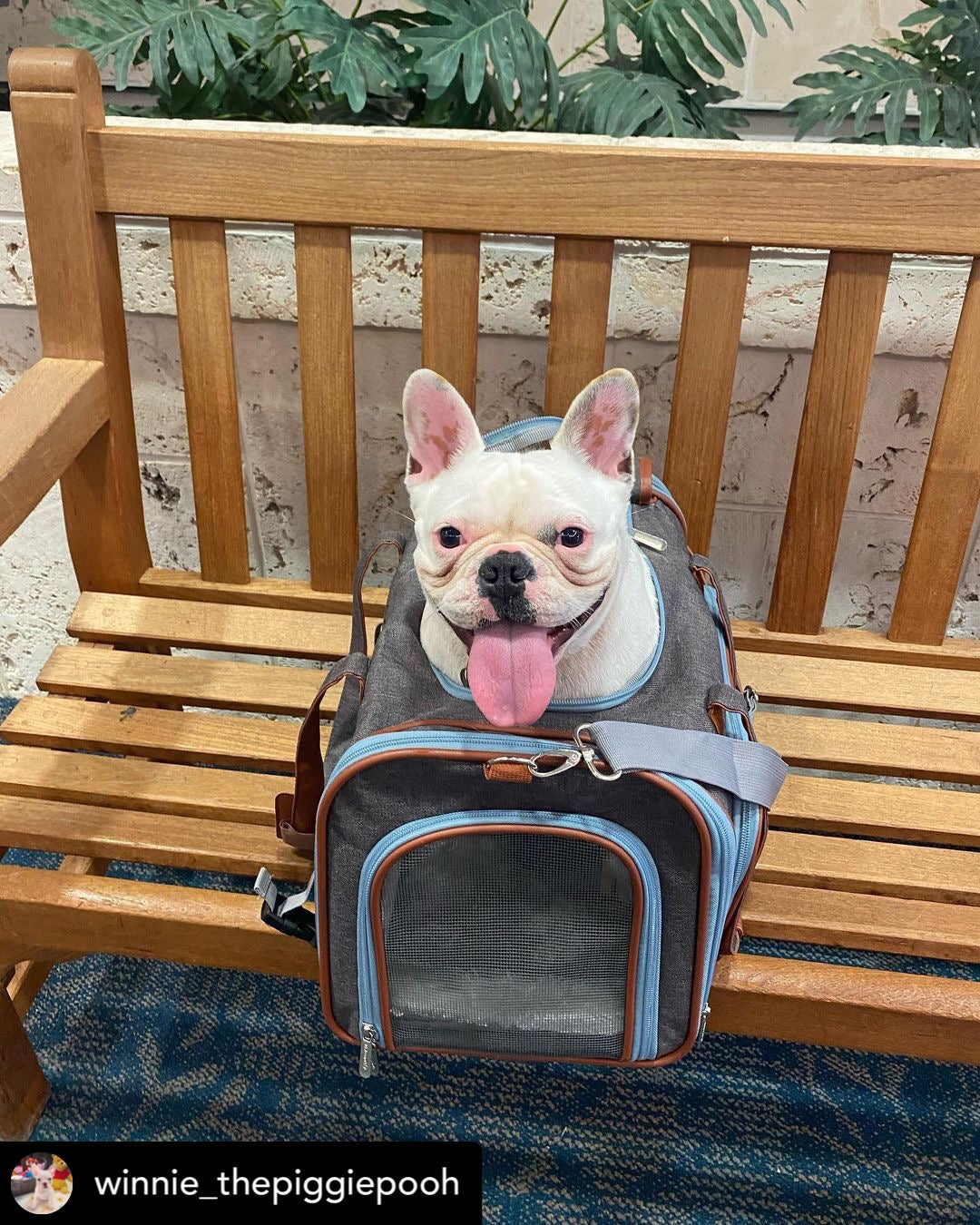 Mr. Peanut's Gold Series Big Apple XL Expandable Pet Carrier