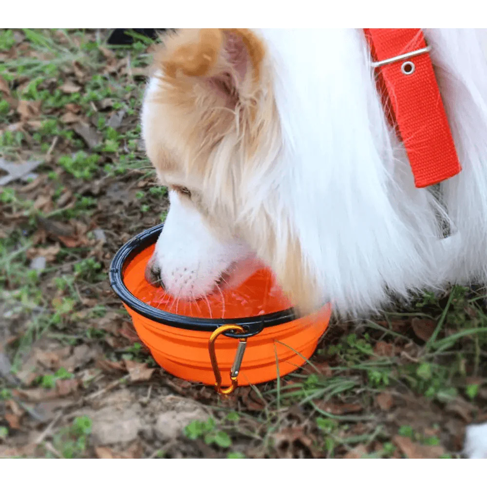 Universal Colorful Collapsible Silicone Dog Food Water Bowl